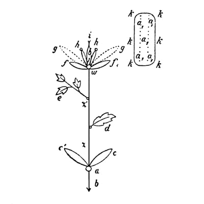 Diagram of parts of plant